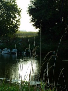 Boschetto della Cascina Campagna
